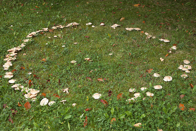 fairy-ring-mushrooms